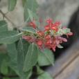 白毛火把花 白毛火把花