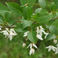 野茉莉(安息香科安息香屬植物) 野茉莉(安息香科安息香屬植物)