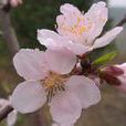 四月桃花 四月桃花