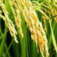 水稻高光效栽培技術