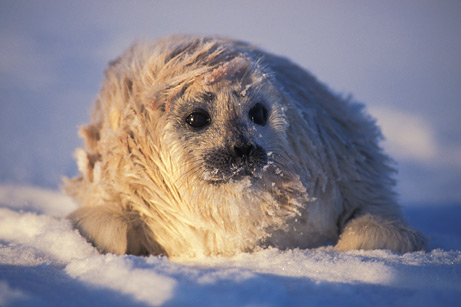 雪地上休息的斑紋海豹幼仔
