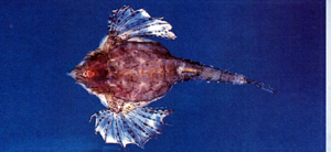 寬海蛾魚