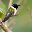 角蜂鳥 角蜂鳥