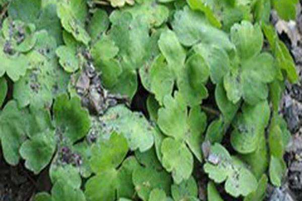 Hepatica transsilvanica