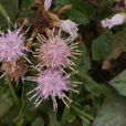 阿拉善風毛菊 阿拉善風毛菊