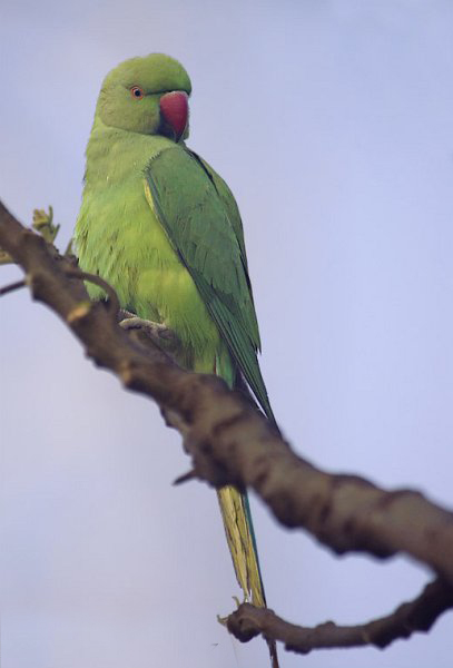 紅領綠鸚鵡斯里蘭卡亞種(圖8)