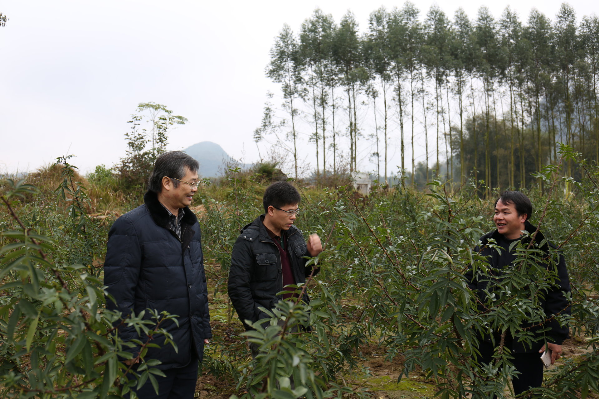 賴家業（左）在宜州福龍查看花椒生長情況。