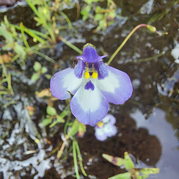 Lindernia brachyphylla