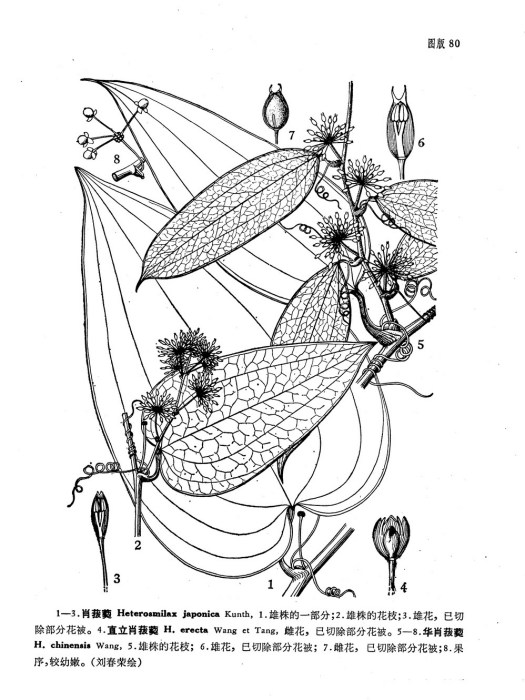 華肖菝葜 華肖菝葜