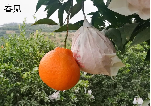 春見柑橘