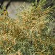 裸子植物門(裸子植物) 裸子植物門(裸子植物)