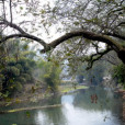 三加村(廣西壯族自治區賀州市八步區三加村) 三加村(廣西壯族自治區賀州市八步區三加村)