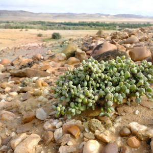 Portulacaria pygmaea