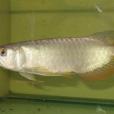 牡錦燈魚 牡錦燈魚