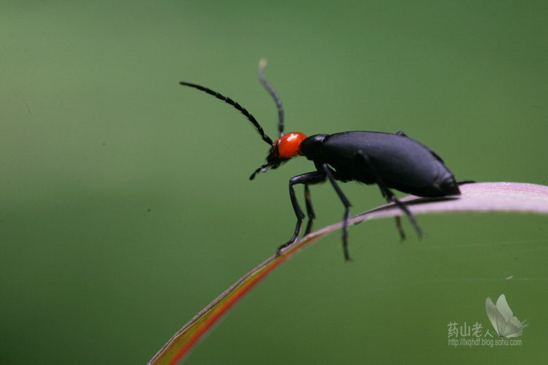 紅頭芫青