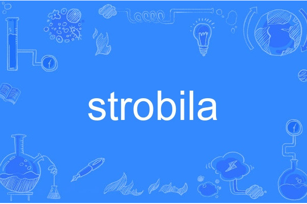 Strobila Strobila