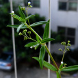 白花蛇舌草(節節結蕊草) 白花蛇舌草(節節結蕊草)