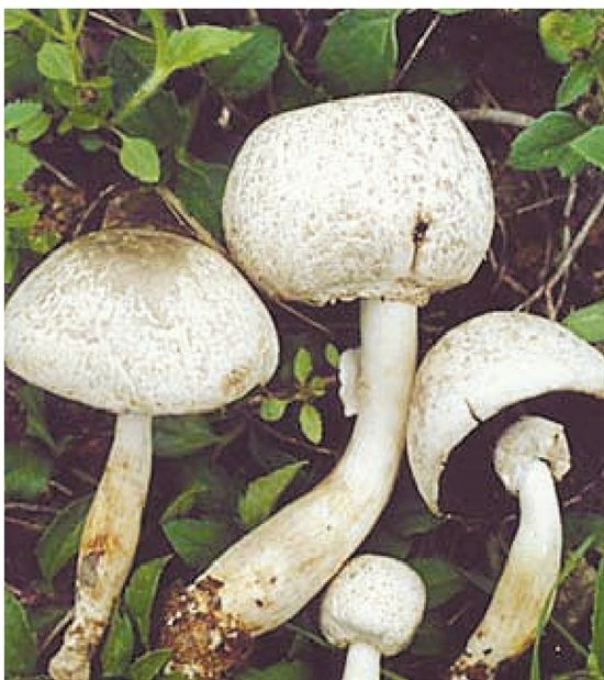 赭鱗蘑菇 赭鱗蘑菇