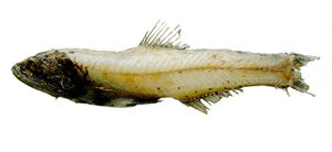 天紐珍燈魚