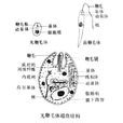 五大寄生蟲 五大寄生蟲