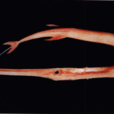 鮹魚 鮹魚