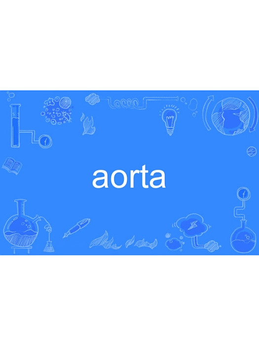 aorta aorta