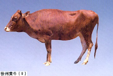 圖2 徐州黃牛(母)