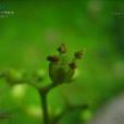 石山吳萸 石山吳萸