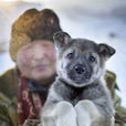 東西伯利亞萊卡犬