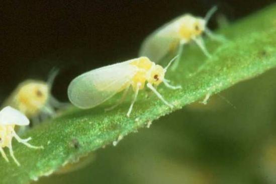 粉虱亞目 粉虱亞目
