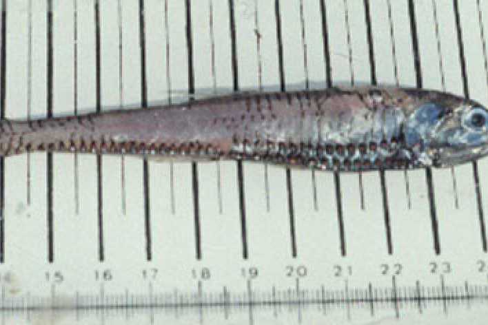 腹燈刀光魚 腹燈刀光魚