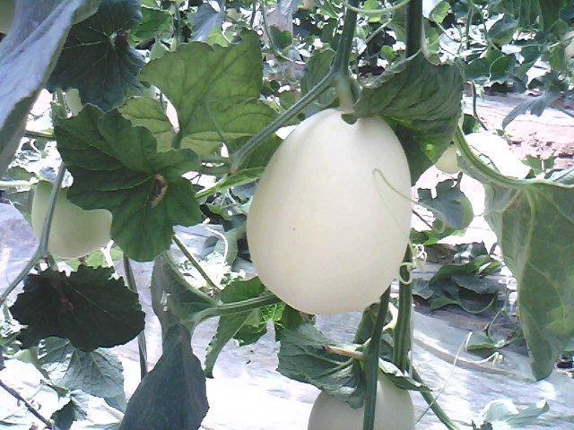 陝甜1號 陝甜1號