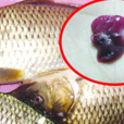 鯉魚膽 鯉魚膽