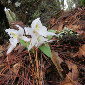 Rhynchostele galeottiana