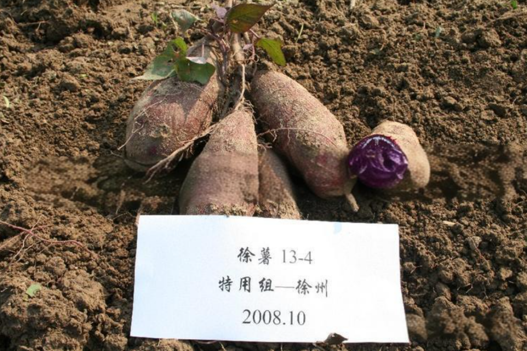 徐紫薯3號 徐紫薯3號