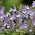文山黃芩 文山黃芩