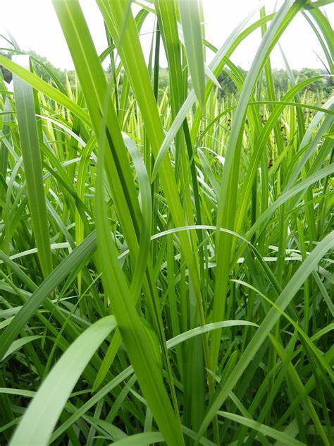 甜茅屬 甜茅屬