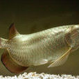 澳洲硬仆骨舌魚(喬氏硬骨舌魚)