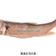 馬口魚屬 馬口魚屬
