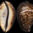黑檀寶螺 黑檀寶螺