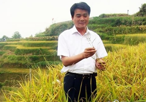 柏連陽在田間實地觀察水稻生長情況