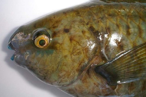 卵頭鸚哥魚 卵頭鸚哥魚