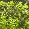 蘋果草 蘋果草