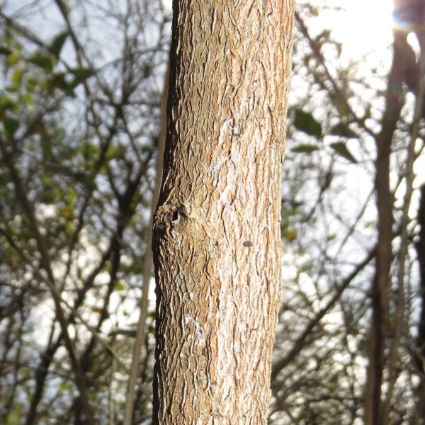 Diospyros yucatanensis