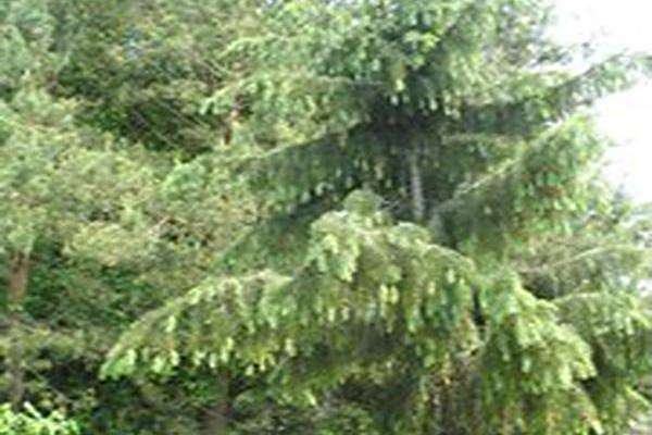 Picea breweriana Picea breweriana