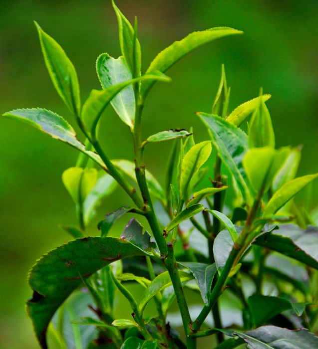 金茗1號 金茗1號