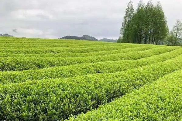鄂茶五號 鄂茶五號