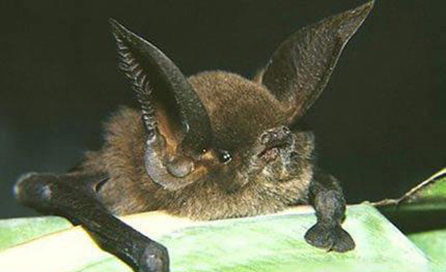 蝙蝠能用耳朵與嘴“看東西”