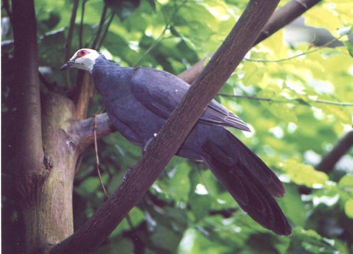 白臉蕉鳩 白臉蕉鳩