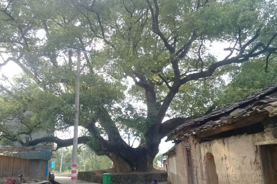 布墩村 布墩村